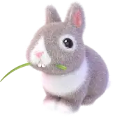 Bunny Tiktok Gift TikTok Gift