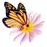 Butterfly Tiktok Gift TikTok Gift