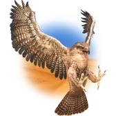 Hawk Tiktok Gift TikTok Gift