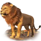 Lion Gift 