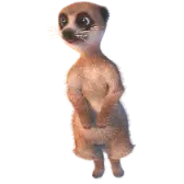 Meerkat Tiktok Gift TikTok Gift
