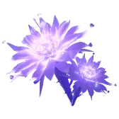 Moonlight Flower Gift TikTok Gift