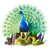 Peacock Gift TikTok Gift
